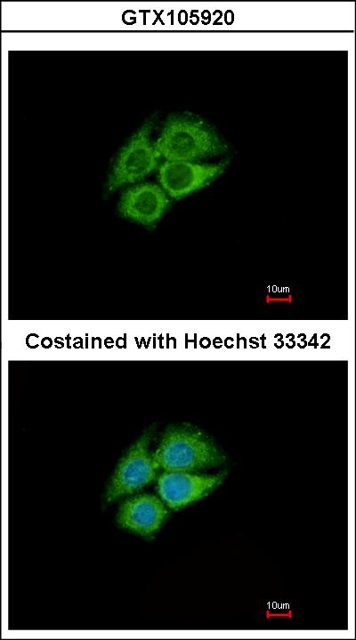 Immunofluorescence of methanol-fixed Hep G2 using PANK1 antibody at 1:500 dilution.