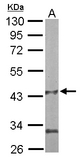 Sample (50 ug of whole cell lysate). A: mouse liver. 10% SDS PAGE. Pantothenate Kinase / PANK antibody diluted at 1:1000.