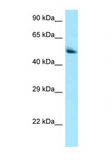 PANK2 antibody LS-C146555 Western blot of 293T Cell lysate. Antibody concentration 1 ug/ml.