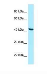 Western blot of Human HepG2. PANK2 antibody dilution 1.0 ug/ml.