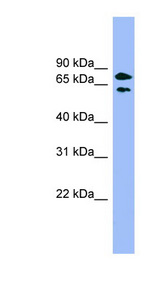 PANK4 antibody LS-C111987 Western blot of HepG2 cell lysate.