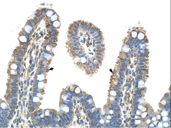 PANX1 / Pannexin 1 antibody LS-C30513 was used in IHC to stain formalin-fixed, paraffin-embedded human intestine.