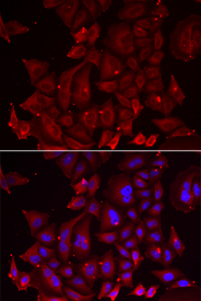 Immunofluorescence analysis of U2OS cell using PANX1 antibody. Blue: DAPI for nuclear staining.