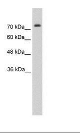 HepG2 Cell Lysate