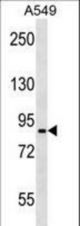 PANX2 Antibody western blot of A549 cell line lysates (35 ug/lane). The PANX2 antibody detected the PANX2 protein (arrow).