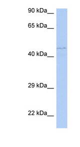 PAOX antibody LS-C111547 Western blot of Jurkat lysate.
