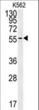 PAOX Antibody western blot of K562 cell line lysates (35 ug/lane). The PAOX antibody detected the PAOX protein (arrow).