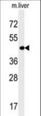 PAOX Antibody western blot of mouse liver tissue lysates (35 ug/lane). The PAOX antibody detected the PAOX protein (arrow).