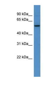 PAPD4 antibody LS-C135221 Western blot of Rat Kidney lysate.