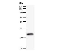 Western blot analysis of immunized recombinant protein, using anti-POLS monoclonal antibody.