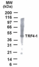 Detection of TRF4-1 in HeLa cell lysate with anti-TRF4-1 antibody.