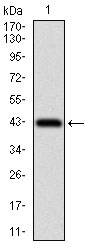 Western blot using PAPLN monoclonal antibody against human PAPLN recombinant protein. (Expected MW is 36.4 kDa)