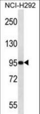 PAPOLG Antibody western blot of NCI-H292 cell line lysates (35 ug/lane). The PAPOLG antibody detected the PAPOLG protein (arrow).