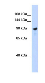 PAPPA2 antibody LS-C110700 Western blot of 293T cell lysate.