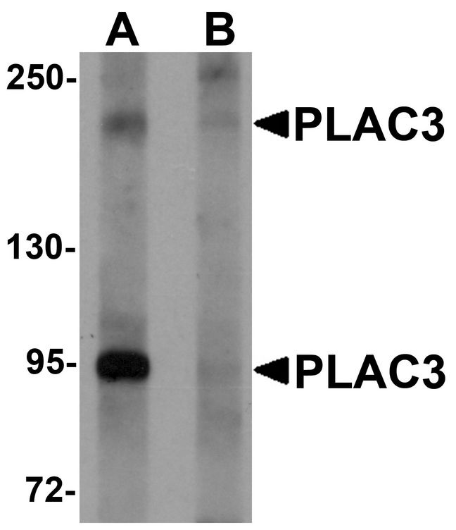 Western blot analysis of PLAC3 in HeLa cell lysate with PLAC3 antibody at 1 ug/ml in (A) the absence and (B) the presence of blocking peptide.