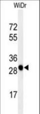 Western blot of PAQR3 Antibody in WiDr cell line lysates (35 ug/lane). PAQR3 (arrow) was detected using the purified antibody.