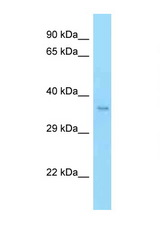 MFNG antibody LS-C146203 Western blot of Mouse Thymus lysate. Antibody concentration 1 ug/ml.