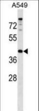 PAQR7 Antibody western blot of A549 cell line lysates (35 ug/lane). The PAQR7 antibody detected the PAQR7 protein (arrow).