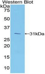 Western blot of recombinant MFNG / Manic Fringe.