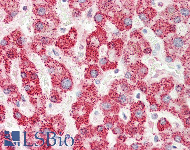 Anti-MFNG / Manic Fringe antibody IHC staining of human liver. Immunohistochemistry of formalin-fixed, paraffin-embedded tissue after heat-induced antigen retrieval. Antibody LS-B9723 concentration 5 ug/ml.