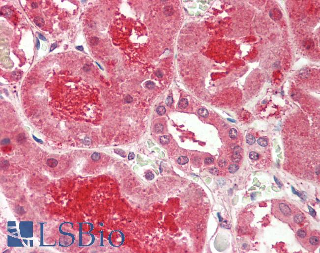Anti-MFNG / Manic Fringe antibody IHC staining of human kidney. Immunohistochemistry of formalin-fixed, paraffin-embedded tissue after heat-induced antigen retrieval. Antibody LS-B9724 concentration 5 ug/ml.