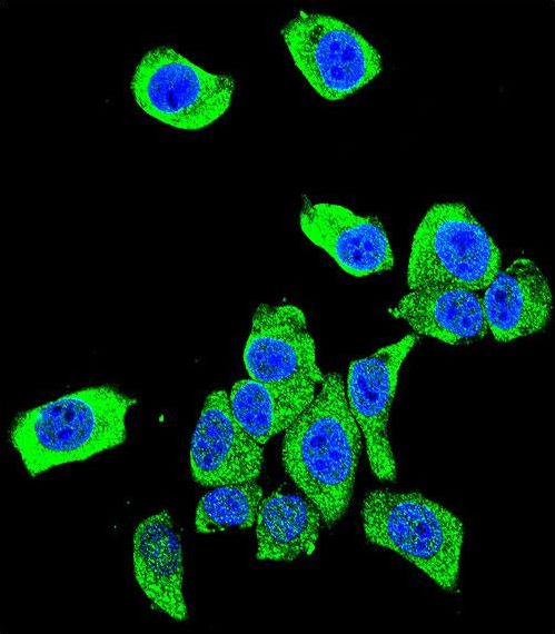 Confocal immunofluorescent of DJ-1 Antibody with HeLa cell followed by Alexa Fluor 488-conjugated goat anti-rabbit lgG (green). DAPI was used to stain the cell nuclear (blue).
