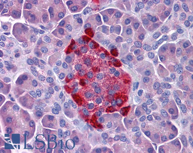 Anti-MFSD1 antibody IHC of human pancreas. Immunohistochemistry of formalin-fixed, paraffin-embedded tissue after heat-induced antigen retrieval. Antibody LS-B5347 concentration 5 ug/ml.