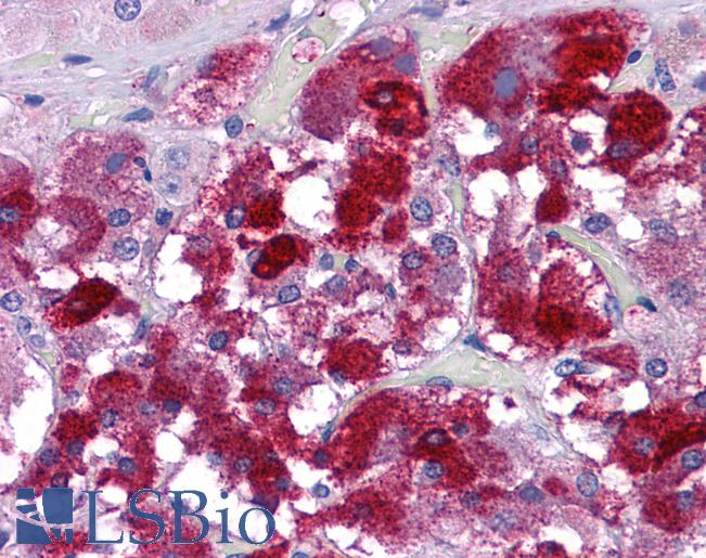 Anti-MFSD1 antibody IHC of human adrenal. Immunohistochemistry of formalin-fixed, paraffin-embedded tissue after heat-induced antigen retrieval. Antibody LS-B5347 concentration 5 ug/ml.