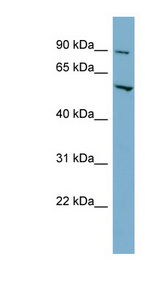 MFSD1 antibody LS-C107594 Western blot of HT1080 cell lysate.