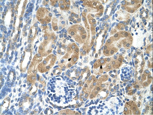 PARL antibody LS-C80681 was used in IHC to stain formalin-fixed, paraffin-embedded human kidney.