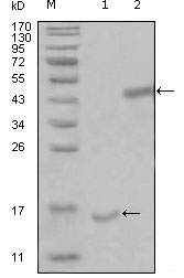 Western blot using PARL mouse monoclonal antibody against truncated Trx-PARL recombinant protein (1) and truncated MBP-PARL(aa112-167) recombinant protein (2).