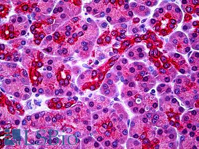 Anti-PARL antibody IHC of human pancreas. Immunohistochemistry of formalin-fixed, paraffin-embedded tissue after heat-induced antigen retrieval. Antibody LS-B5095 concentration 5 ug/ml.