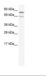 SP2/0 Cell Lysate