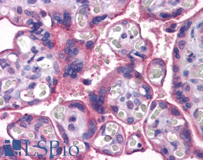 Anti-MFSD2A antibody IHC of human placenta. Immunohistochemistry of formalin-fixed, paraffin-embedded tissue after heat-induced antigen retrieval. Antibody LS-B5348 concentration 5 ug/ml.