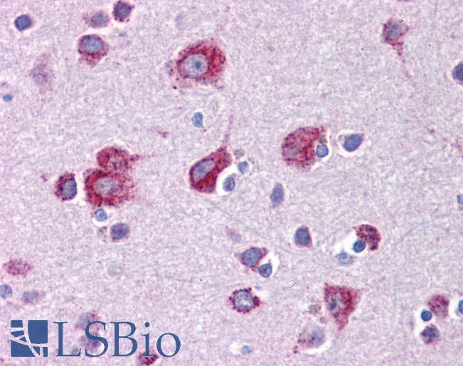 Anti-MFSD2A antibody IHC of human brain, cortex. Immunohistochemistry of formalin-fixed, paraffin-embedded tissue after heat-induced antigen retrieval. Antibody LS-B5348 concentration 5 ug/ml.