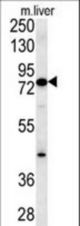 MCCC1 Antibody western blot of mouse liver tissue lysates (15 ug/lane). The MCCC1 antibody detected MCCC1 protein (arrow).