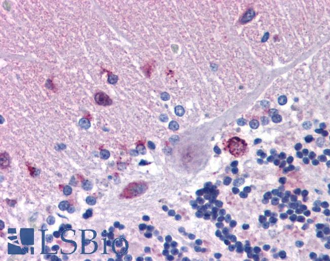 Anti-MFSD2A antibody IHC of human brain, cerebellum. Immunohistochemistry of formalin-fixed, paraffin-embedded tissue after heat-induced antigen retrieval. Antibody LS-B5348 concentration 5 ug/ml.