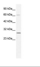 HepG2 Cell Lysate
