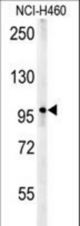 ZC3HAV1 Antibody western blot of NCI-H460 cell line lysates (35 ug/lane). The ZC3HAV1 antibody detected the ZC3HAV1 protein (arrow).