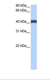 MCF7 cell lysate. Antibody concentration: 0.5 ug/ml. Gel concentration: 12%.