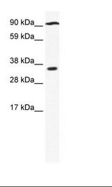 Fetal kidney Lysate