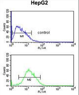 PARP16 Antibody flow cytometry of HepG2 cells (bottom histogram) compared to a negative control cell (top histogram). FITC-conjugated goat-anti-rabbit secondary antibodies were used for the analysis.