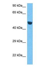 Western blot of MFSD3 Antibody with human HepG2 Whole Cell lysate.