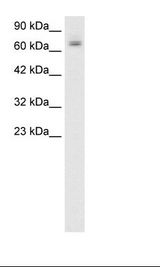 Raji Cell Lysate
