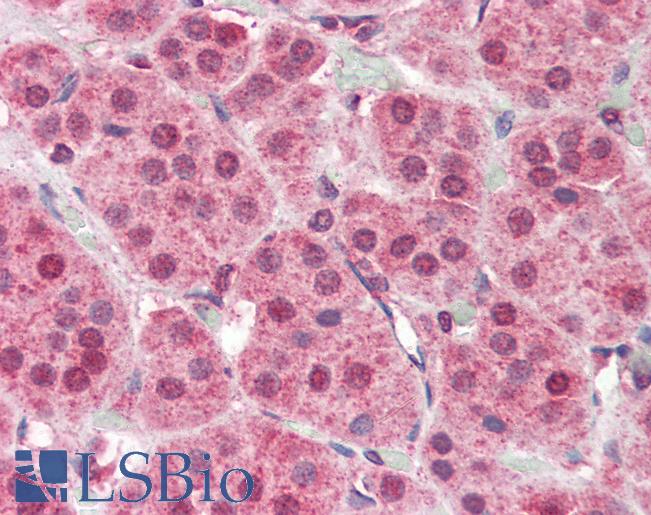 Anti-PARP2 antibody IHC of human adrenal. Immunohistochemistry of formalin-fixed, paraffin-embedded tissue after heat-induced antigen retrieval. Antibody LS-B3239 concentration 5 ug/ml.