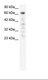 HepG2 Cell Lysate