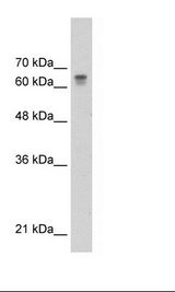 HepG2 Cell Lysate