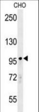 PARP8 Antibody western blot of CHO cell line lysates (35 ug/lane). The PARP8 antibody detected the PARP8 protein (arrow).