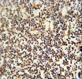 C12orf48 antibody immunohistochemistry of formalin-fixed and paraffin-embedded human lymph tissue followed by peroxidase-conjugated secondary antibody and DAB staining.