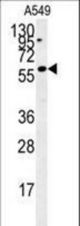 C12orf48 Antibody western blot of A549 cell line lysates (35 ug/lane). The C12orf48 antibody detected the FBXO34 protein (arrow).